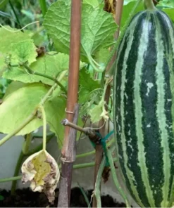 20 Seeds Fragrant Musk Melon Seeds, Dua Gang, Thai Long Muskmelon