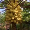 20 Seeds Golden Papaya Seeds Rare Golden Papaya Fruit Tree Seeds