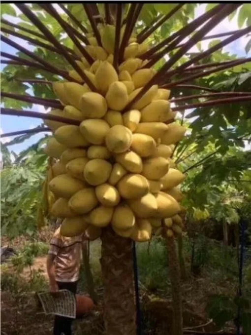 20 Seeds Golden Papaya Seeds Rare Golden Papaya Fruit Tree Seeds