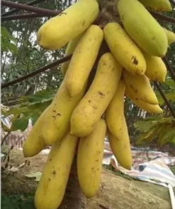 20 Seeds Golden Papaya Seeds Rare Golden Papaya Fruit Tree Seeds