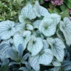20 Seeds Hosta Plantaginea Fragrant Plantain Seeds Fire And Ice Shade Lace