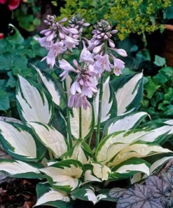 20 Seeds Hosta Plantaginea Fragrant Plantain Seeds Fire And Ice Shade Lace White Green