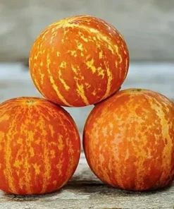 20 Seeds Melon Edible Muskmelon & Ornamental Vine Cucumis Melo Seeds