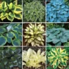 20 Seeds Mix Hosta Plantaginea Fragrant Plantain Seeds Fire And Ice Shade Lace