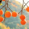 20 Seeds Persimmon Seeds Plants Fruit Trees Diospyros Cargillia Garden Nature Fresh