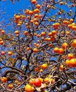 20 Seeds Persimmon Seeds Plants Fruit Trees Diospyros Cargillia Garden Nature Fresh