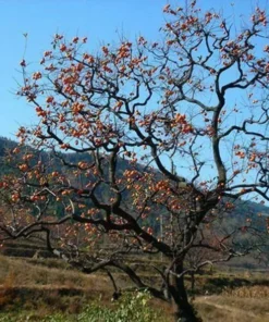 20 Seeds Persimmon Seeds Plants Fruit Trees Diospyros Cargillia Garden Nature Fresh