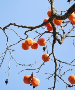 20 Seeds Persimmon Seeds Plants Fruit Trees Diospyros Cargillia Garden Nature Fresh