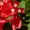 20 Seeds Red Bougainvillea Spectabilis Seeds Perennial Bonsai Plant Seeds