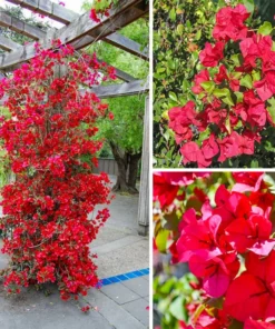 20 Seeds Red Bougainvillea Spectabilis Seeds Perennial Bonsai Plant Seeds
