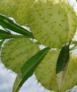 20 Seeds Seeds Balloon Flower Bonsai Garden Plants Flower Annual