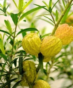 20 Seeds Seeds Balloon Flower Bonsai Garden Plants Flower Annual
