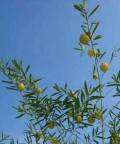 20 Seeds Seeds Balloon Flower Bonsai Garden Plants Flower Annual