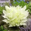 20 Seeds White Hosta Plantaginea Fragrant Plantain Seeds Fire And Ice