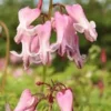 25 Amore Pink Bleeding Heart Seeds, Bleeding Heart Flower Plant, Bleeding Heart Seeds For Planting, Rare Bleeding Heart Seeds, Dicentra Seeds, Tropical Flower Plant, Perennial Flower Seeds