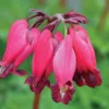 25 Amore Red Bleeding Heart Seeds, Bleeding Heart Flower Plant, Bleeding Heart Seeds For Planting, Rare Bleeding Heart Seeds, Dicentra Seeds, Tropical Flower Plant, Perennial Flower Seeds