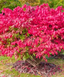 25 Burning Bush Rooted Cuttings – Deciduous Shrubs with Vibrant Fall Red Foliage