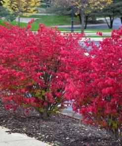 25 Burning Bush Rooted Cuttings – Deciduous Shrubs with Vibrant Fall Red Foliage