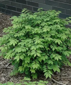 25 Burning Bush Rooted Cuttings – Deciduous Shrubs with Vibrant Fall Red Foliage