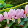 25 Cupid Bleeding Heart Seeds, Bleeding Heart Flower Plant, Bleeding Heart Seeds For Planting, Rare Bleeding Heart Seeds, Dicentra Seeds, Tropical Flower Plant, Perennial Flower Seeds
