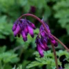 25 Dark Purple Bleeding Heart Seeds, Bleeding Heart Flower Plant, Bleeding Heart Seeds For Planting, Rare Bleeding Heart Seed, Dicentra Seeds, Tropical Flower Plant, Perennial Flower Seeds