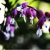 25 Dark Purple Bleeding Heart Seeds, Bleeding Heart Flower Plant, Bleeding Heart Seeds For Planting, Rare Bleeding Heart Seeds, Dicentra Seeds, Tropical Flower Plant, Perennial Flower Seeds