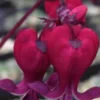 25 Dark Red Bleeding Heart Seeds, Bleeding Heart Flower Plant, Bleeding Heart Seeds For Planting, Rare Bleeding Heart Seeds, Dicentra Seeds, Tropical Flower Plant, Perennial Flower Seeds