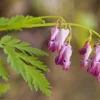 25 Fringed Bleeding Heart Seeds, Bleeding Heart Flower Plant, Bleeding Heart Seeds For Planting, Rare Bleeding Heart Seeds, Dicentra Seeds, Tropical Flower Plant, Perennial Flower Seeds