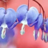 25 Light Blue Bleeding Heart Seeds, Bleeding Heart Flower Plant, Bleeding Heart Seeds For Planting, Rare Bleeding Heart Seeds, Dicentra Seeds, Tropical Flower Plant, Perennial Flower Seeds