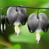 25 Light Gray Bleeding Heart Seeds, Bleeding Heart Flower Plant, Bleeding Heart Seeds For Planting, Rare Bleeding Heart Seeds, Dicentra Seeds, Tropical Flower Plant, Perennial Flower Seeds