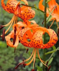 25 Lilium Turks Cap Lily Blumensamen