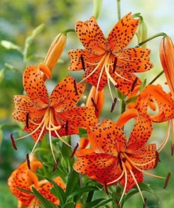 25 Lilium Turks Cap Lily Blumensamen