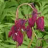 25 Magenta Bleeding Heart Seeds, Bleeding Heart Flower Plant, Bleeding Heart Seeds For Planting, Rare Bleeding Heart Seeds, Dicentra Seeds, Tropical Flower Plant, Perennial Flower Seeds