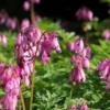 25 Pacific Bleeding Heart Seeds, Bleeding Heart Flower Plant, Bleeding Heart Seeds For Planting, Rare Bleeding Heart Seeds, Dicentra Seeds, Tropical Flower Plant, Perennial Flower Seeds
