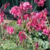 25 Pink Bleeding Heart Seeds, Bleeding Heart Flower Plant, Bleeding Heart Seeds For Planting, Rare Bleeding Heart Seeds, Dicentra Seeds, Tropical Flower Plant, Perennial Flower Seeds