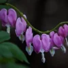 25 Purple Bleeding Heart Seeds, Bleeding Heart Flower Plant, Bleeding Heart Seeds For Planting, Rare Bleeding Heart Seeds, Dicentra Seeds, Tropical Flower Plant, Perennial Flower Seeds