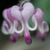 25 Purple White Bleeding Heart Seeds, Bleeding Heart Flower Plant, Bleeding Heart Seeds For Planting, Rare Bleeding Heart Seeds, Dicentra Seeds, Tropical Flower Plant, Perennial Flower Seeds