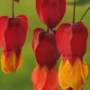 25 Red Orange Bleeding Heart Seeds, Bleeding Heart Flower Plant, Bleeding Heart Seeds For Planting, Rare Bleeding Heart Seeds, Tropical Flower Plant, Perennial Flower Seeds