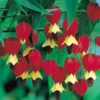 25 Red Yellow Bleeding Heart Seeds, Bleeding Heart Flower Plant, Bleeding Heart Seeds For Planting, Rare Bleeding Heart Seeds, Tropical Flower Plant, Perennial Flower Seeds