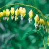 25 Yellow Bleeding Heart Seeds, Bleeding Heart Flower Plant, Bleeding Heart Seeds For Planting, Rare Bleeding Heart Seeds, Dicentra Seeds, Tropical Flower Plant, Perennial Flower Seeds
