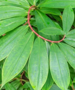 3 Healthy Green Insulin Plant Roots Costus Igneus Roots for Planting Gardening