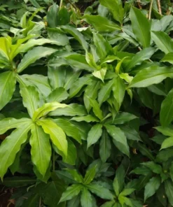 3 Healthy Green Insulin Plant Roots Costus Igneus Roots for Planting Gardening