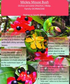 Ochna Serrulata Plant Mickey Mouse Live Plant Shrub in 6″ Pot – Decorative Garden Plant –
Ornamental Shrub