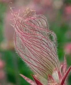 40 Seeds Prairie Smoke Seeds Bonsai Potted Rare Flower Seeds