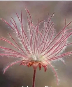 40 Seeds Prairie Smoke Seeds Bonsai Potted Rare Flower Seeds