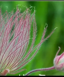 40 Seeds Prairie Smoke Seeds Bonsai Potted Rare Flower Seeds