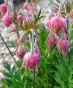 45 Seeds Prairie Smoke Seeds -Geum Triflorum Seeds