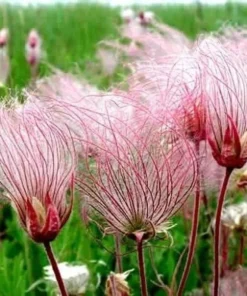 45 Seeds Prairie Smoke Seeds -Geum Triflorum Seeds