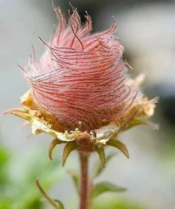 45 Seeds Prairie Smoke Seeds -Geum Triflorum Seeds