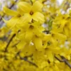 5 (12-18”) Forsythia Shrub (ROOTED CUTTINGS)
